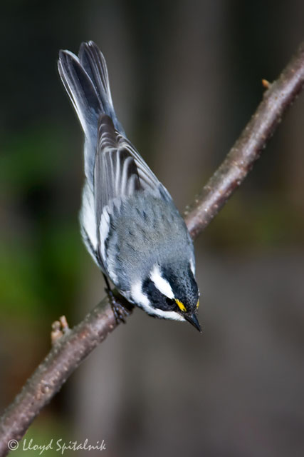 Black-throated Gray Warbler