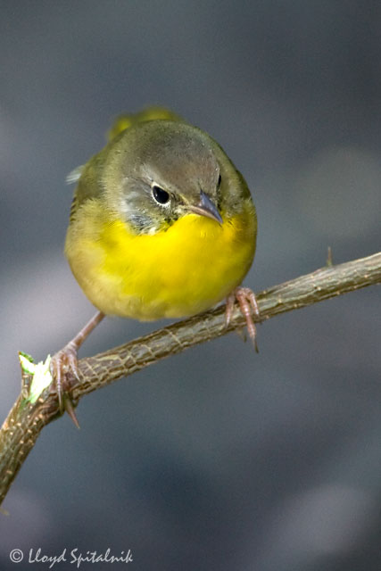 Common Yellowthroat