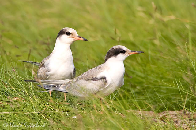 Common Tern (juvenile)