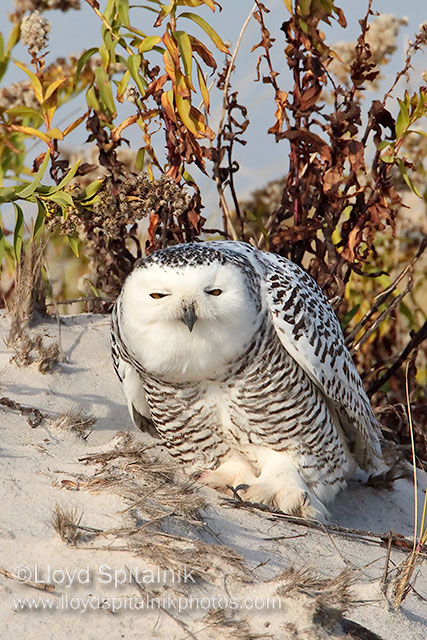 Snowy Owl