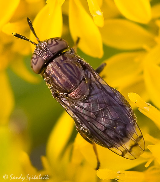 Syrphid Fly (female)
