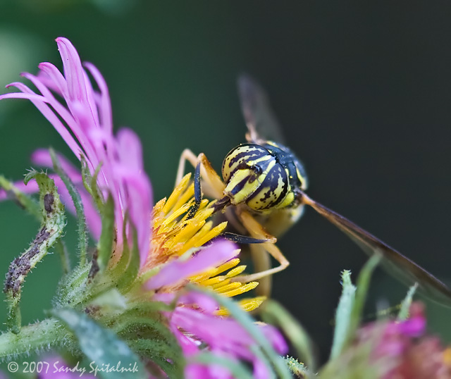 Syrphid Fly