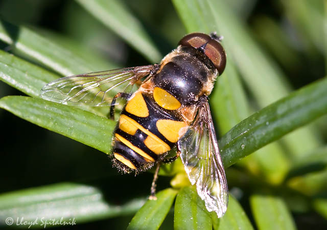 Transverse Flower Fly (male)