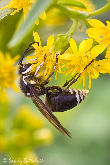 Baldfaced Hornet (male)