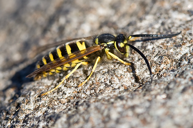 Eastern Yellowjacket  (male)