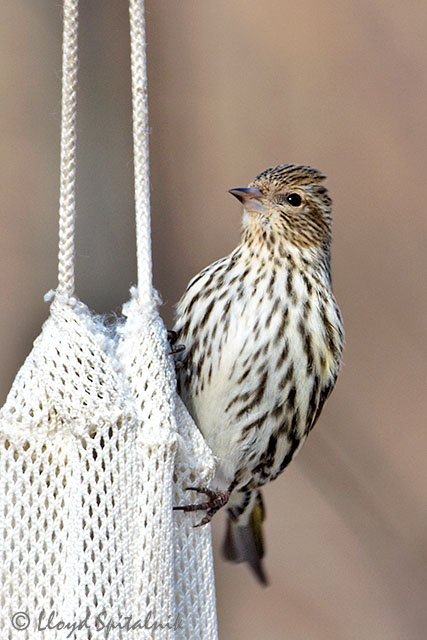 Pine Siskin