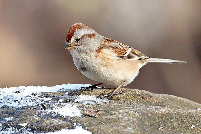 American Tree Sparrow