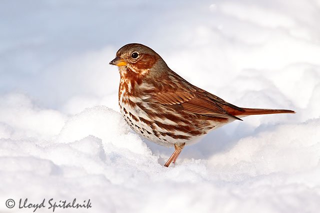 Fox Sparrow