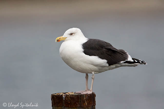 Great Black-backed Gull