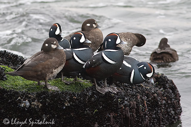 Harlequin Duck