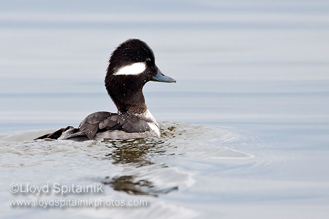 Bufflehead