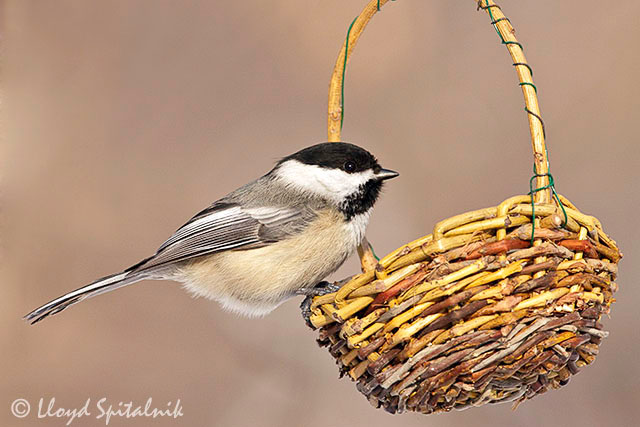 Black-capped Chickadee