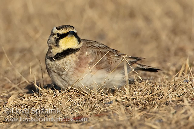 Horned Lark