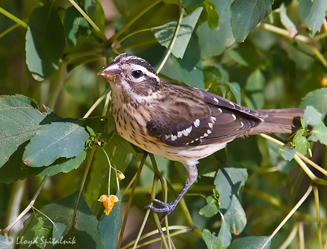 Rose-breasted Grosbeak
