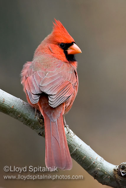 Northern Cardinal