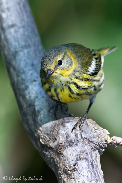 Cape May Warbler