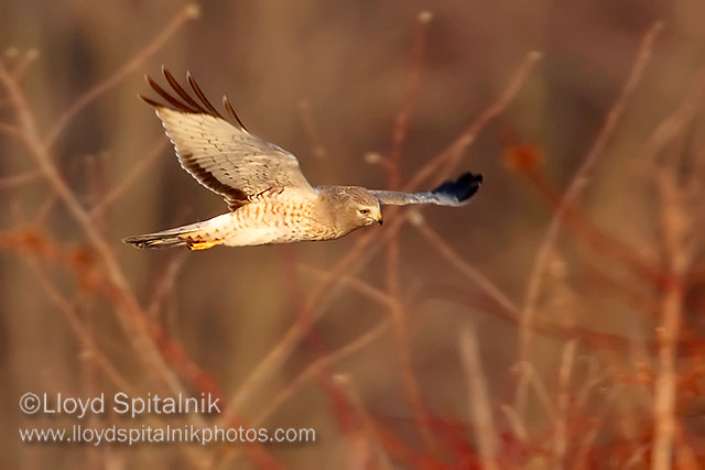Northern Harrier (subadult male)