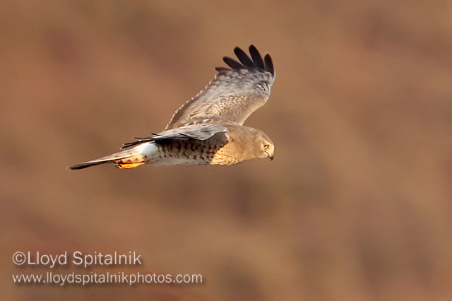 Northern Harrier (subadult male)