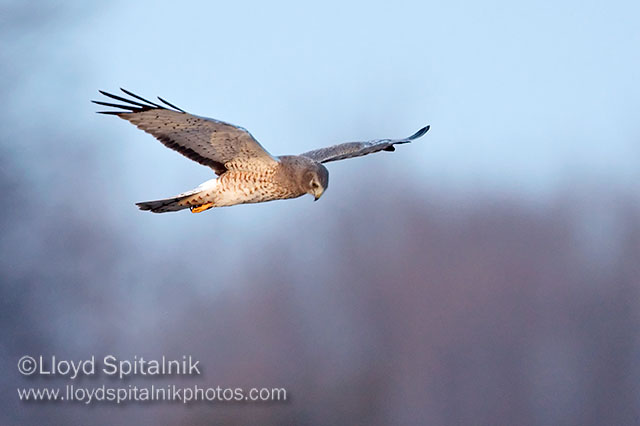Northern Harrier (subadult male)