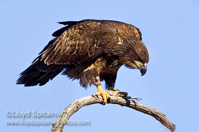 Bald Eagle