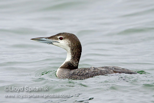 Common Loon