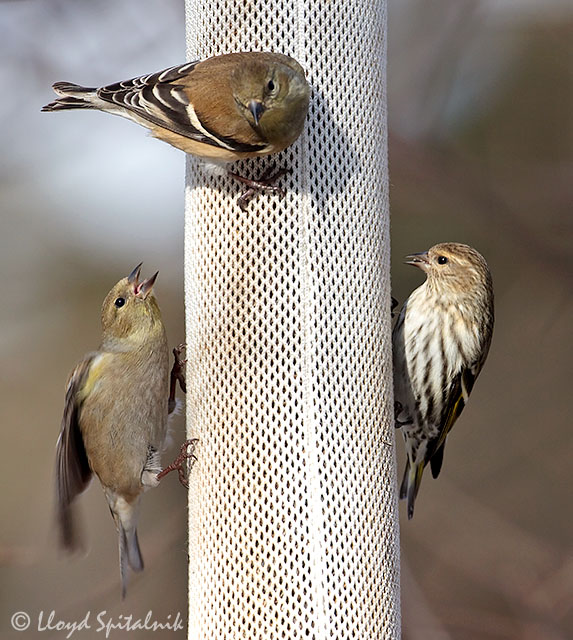 Pine Siskin w/American Goldfinch