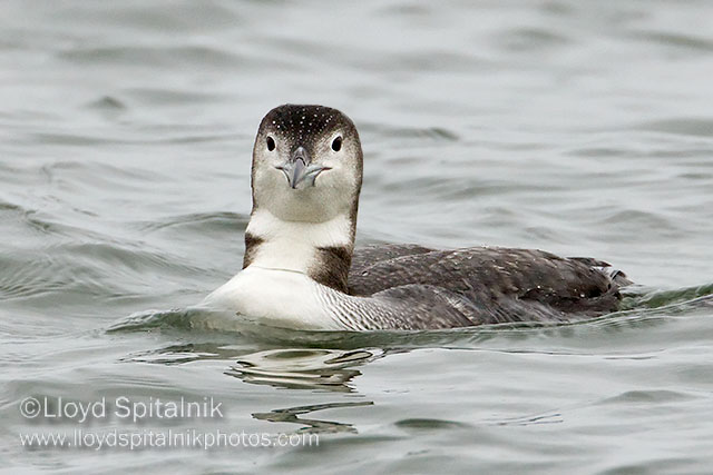Common Loon