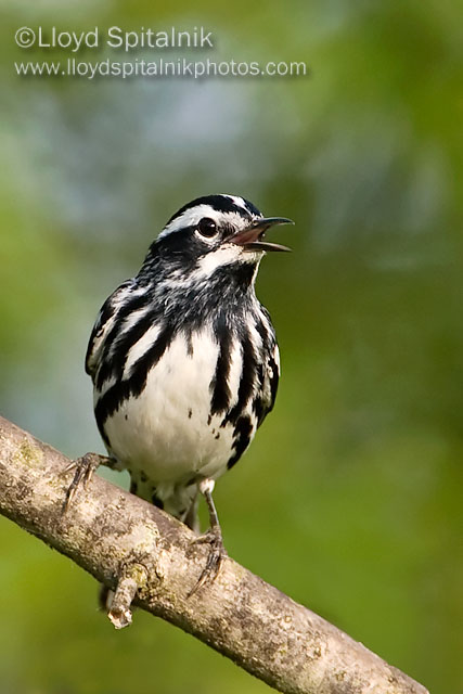 Black-and-white Warbler