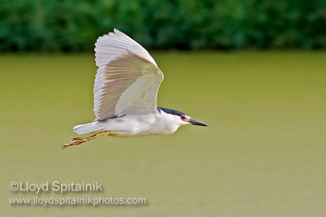 Black-crowned Night-Heron