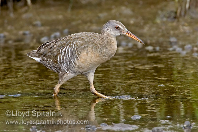 Clapper Rail