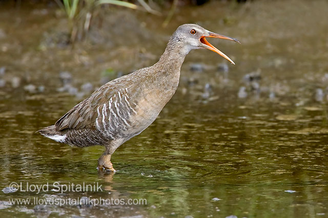 Clapper Rail