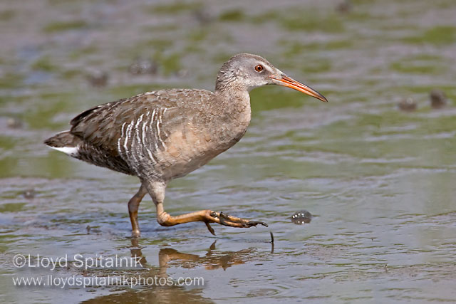 Clapper Rail