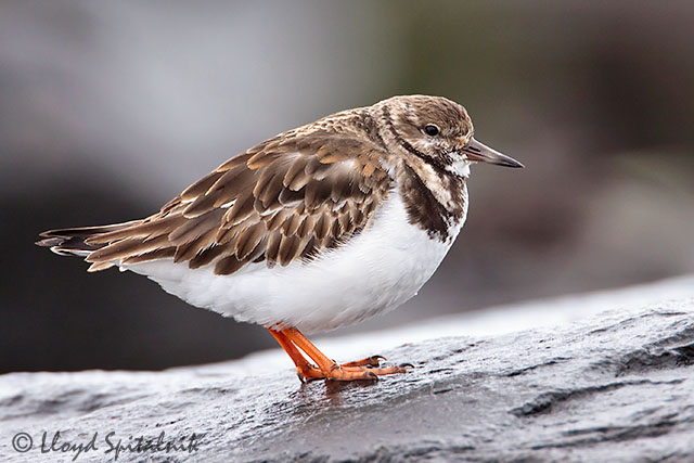 Ruddy Turnstone
