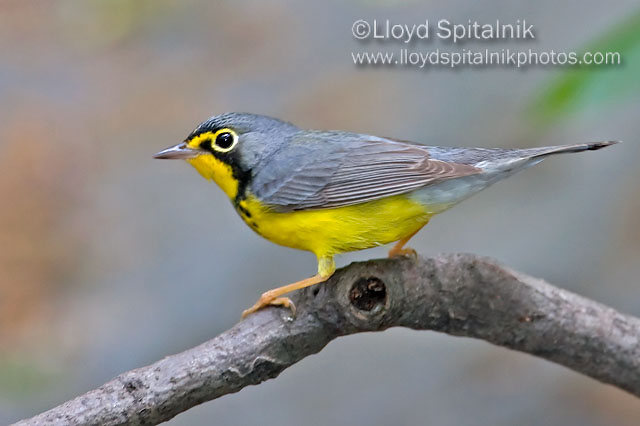 Canada Warbler