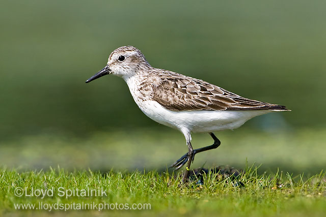 Semipalmated Sandpiper