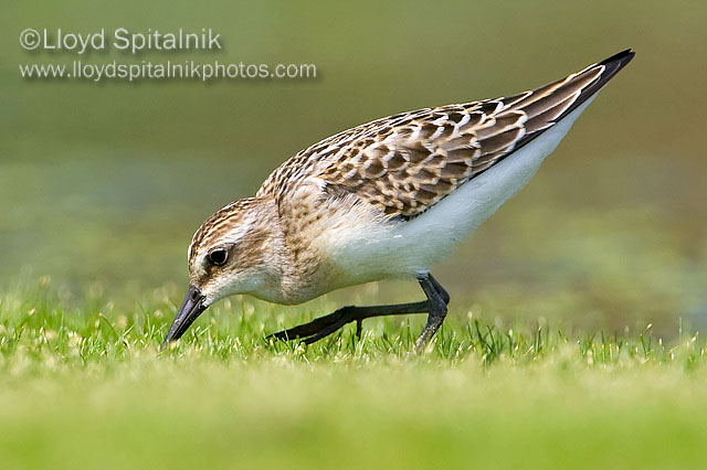 Semipalmated Sandpiper (juvenile)