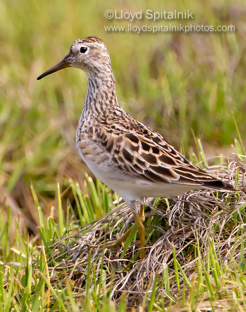 Pectoral Sandpiper