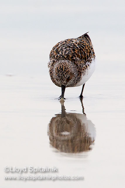 Sanderling