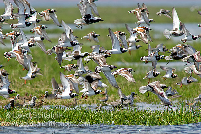 Ruddy Turnstones etc