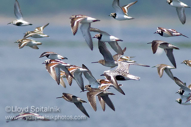 Ruddy Turnstones in mixed flock