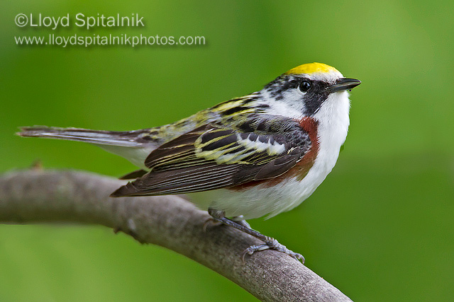 Chestnut-sided warbler