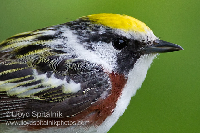 Chestnut-sided Warbler