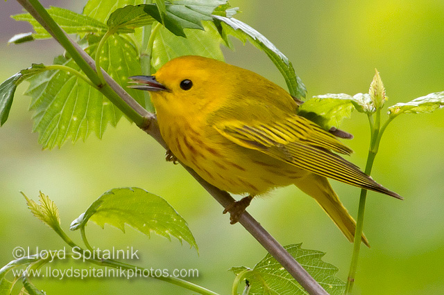 Yellow Warbler