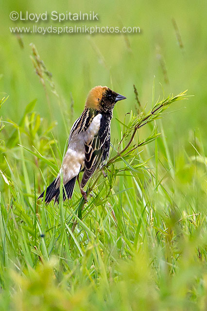 Bobolink
