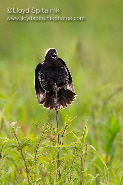 Bobolink