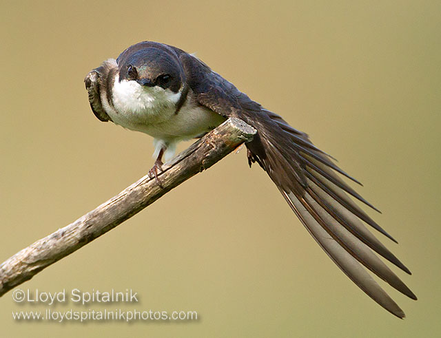 Tree Swallow