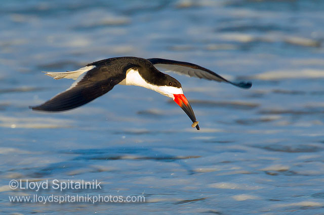 Black Skimmer
