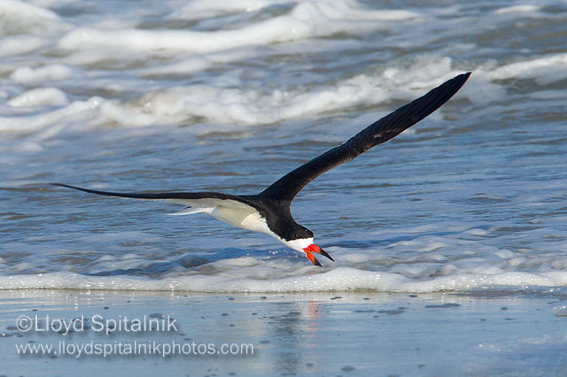 Black Skimmer