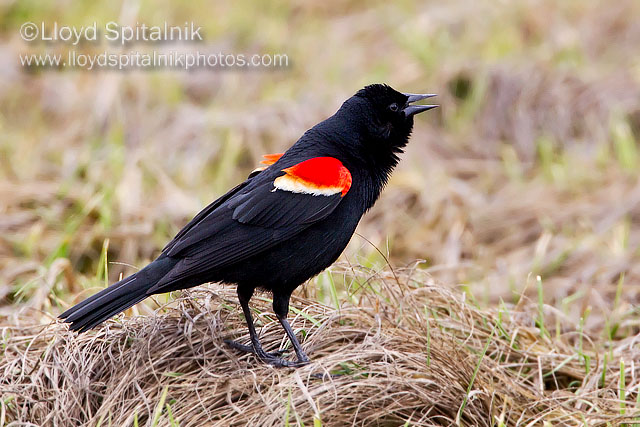 Red-winged Blackbird