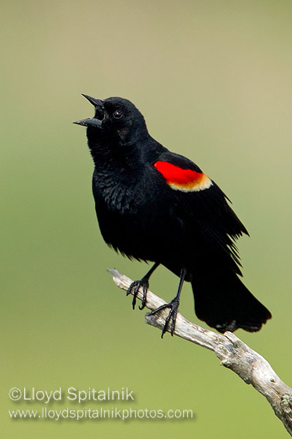 Red-winged Blackbird